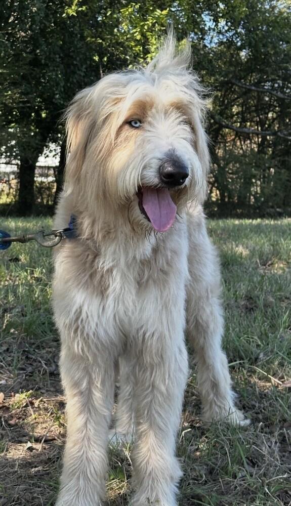 Enlarge Brody, a Adoptable mixed breed in Washington, DC image 3/4