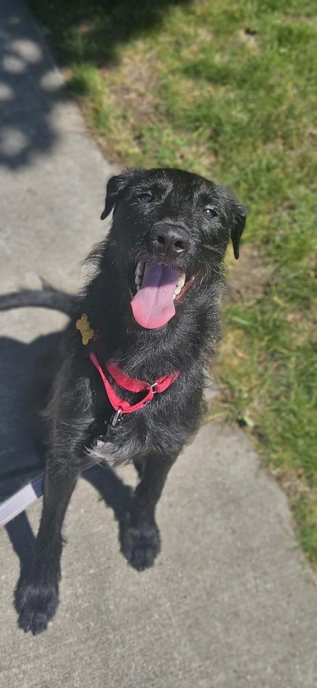 Corn Dog, Adoptable, Young Male Mixed Breed.