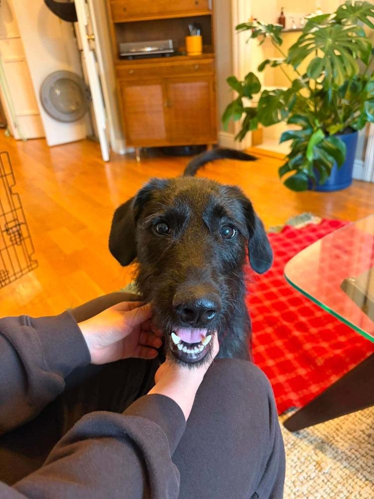Enlarge Corn Dog, a Adoptable mixed breed in Wayne, NJ image 2/3