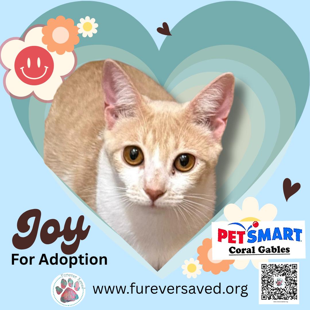 Joy, Adoptable, Kitten Female Domestic Short Hair.