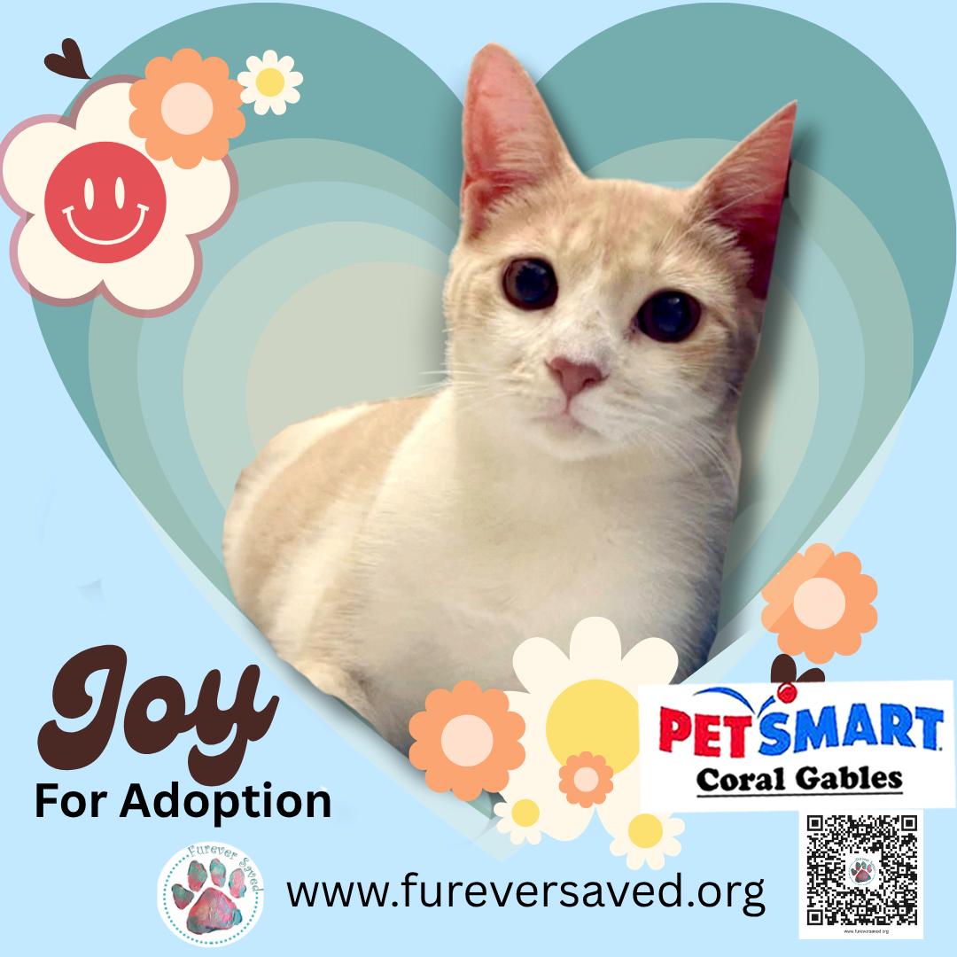 Joy, a Adoptable Domestic Short Hair in Miami, FL image 3/3