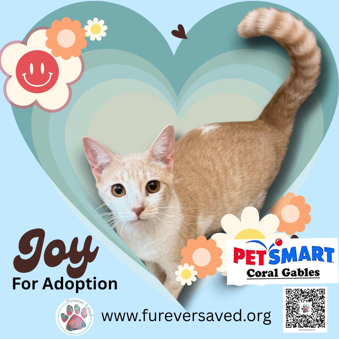 Joy, a Adoptable Domestic Short Hair in Miami, FL image 2/3