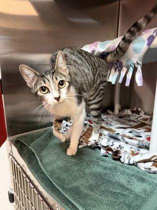 Tina, an adopted mixed breed in Pleasanton, CA image 1/3