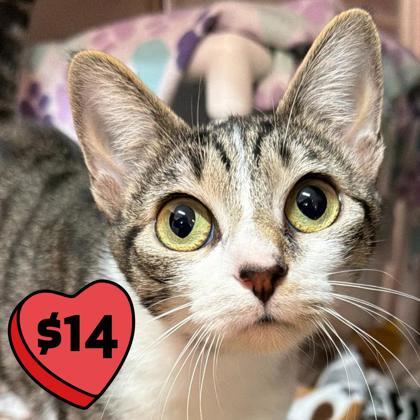 Tina, an adopted mixed breed in Pleasanton, CA image 2/3