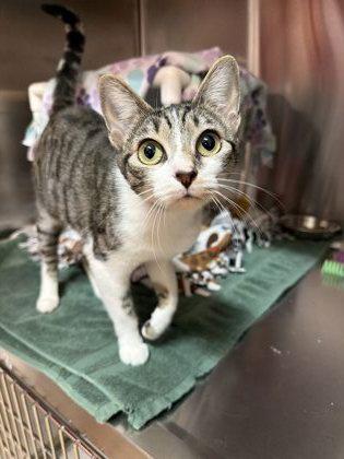 Tina, an adopted mixed breed in Pleasanton, CA image 3/3