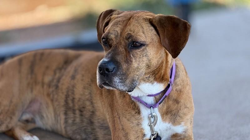 Enlarge Fantastic Mr. Foxx, a ADOPTABLE mixed breed in Fort Collins, CO image 3/6
