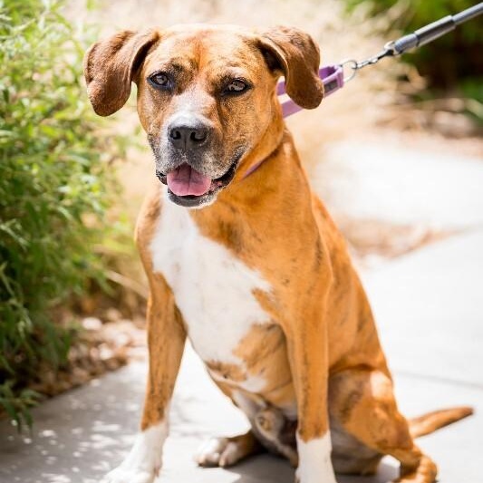 Fantastic Mr. Foxx, ADOPTABLE, Adult Male Plott Hound.