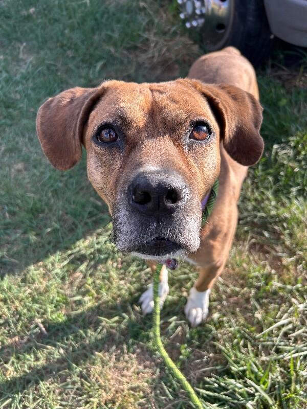 Enlarge Fantastic Mr. Foxx, a ADOPTABLE mixed breed in Fort Collins, CO image 6/6