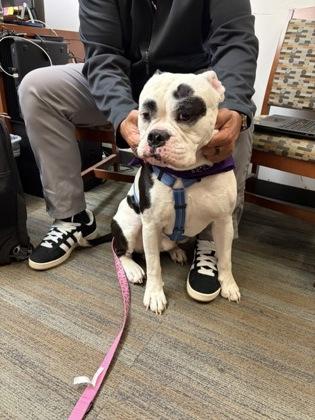 Judge, Adoptable, Adult Male English Bulldog & Mixed Breed.