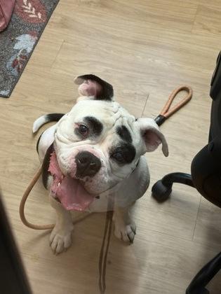 Judge, a Adoptable mixed breed in Alamo Heights, TX image 3/3
