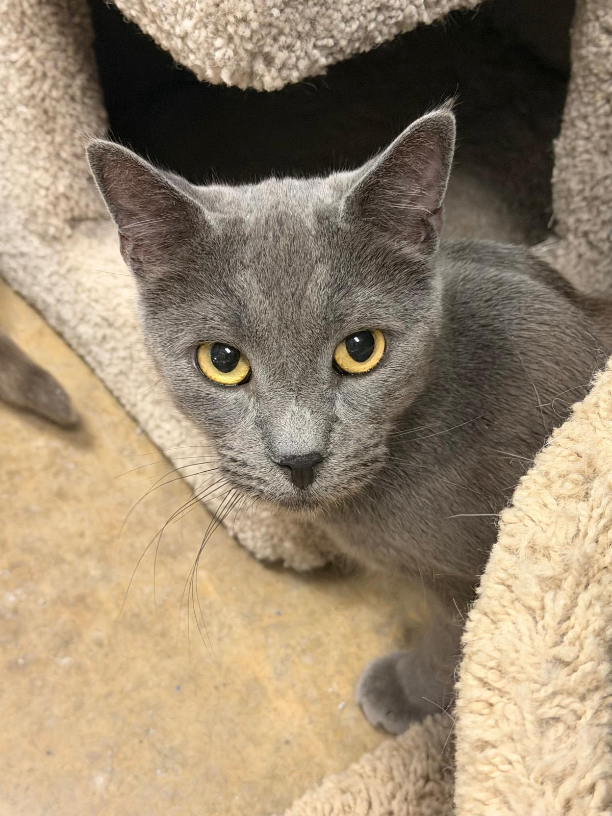 Enlarge Alec, a Adoptable Domestic Short Hair in Spring Lake, NJ image 1/3