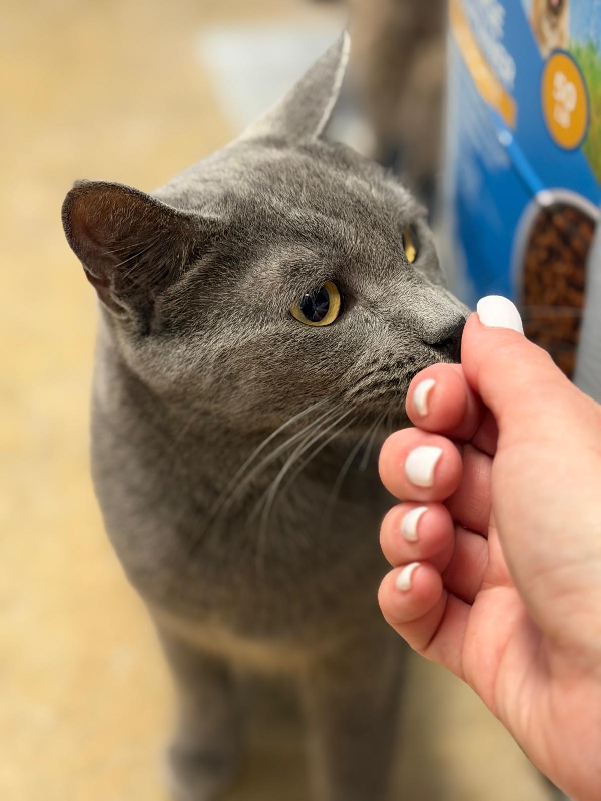 Enlarge Alec, a Adoptable Domestic Short Hair in Spring Lake, NJ image 2/3