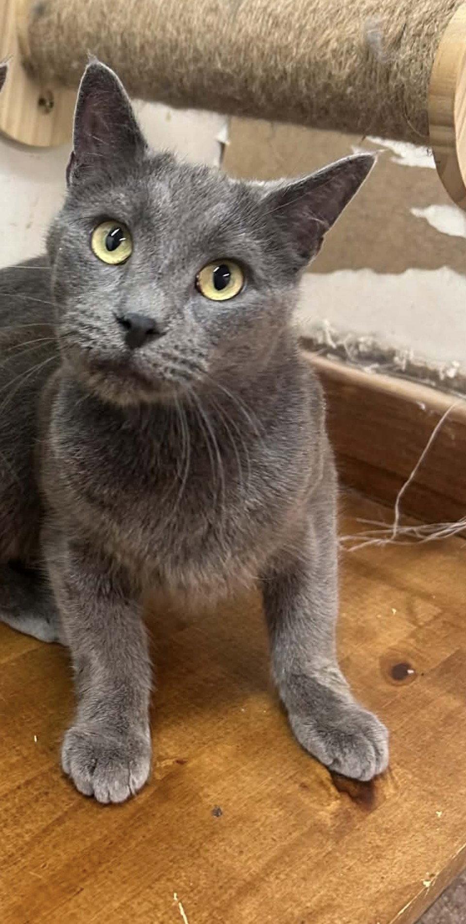 Enlarge Alec, a Adoptable Domestic Short Hair in Spring Lake, NJ image 3/3