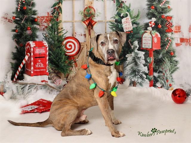 BRUNO, Adoptable, Adult Male Mastiff & Mixed Breed.