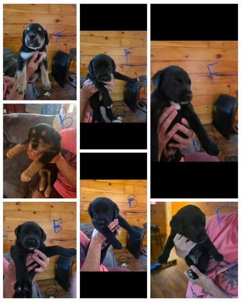 Bobby Cobb, Adoptable, Puppy Male Labrador Retriever & Border Collie.