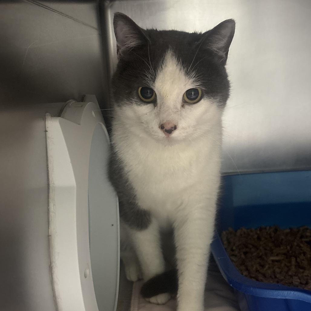 Enlarge Bart (Bonded to Willie), a Adoptable Domestic Short Hair in Canastota, NY image 1/1