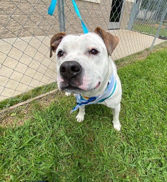 Brick , a ADOPTABLE Pit Bull Terrier in Fayetteville, AR image 4/5