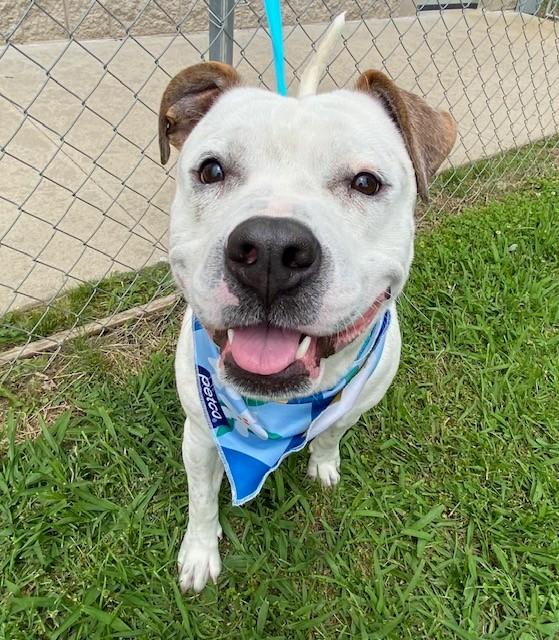Brick , a ADOPTABLE Pit Bull Terrier in Fayetteville, AR image 2/5