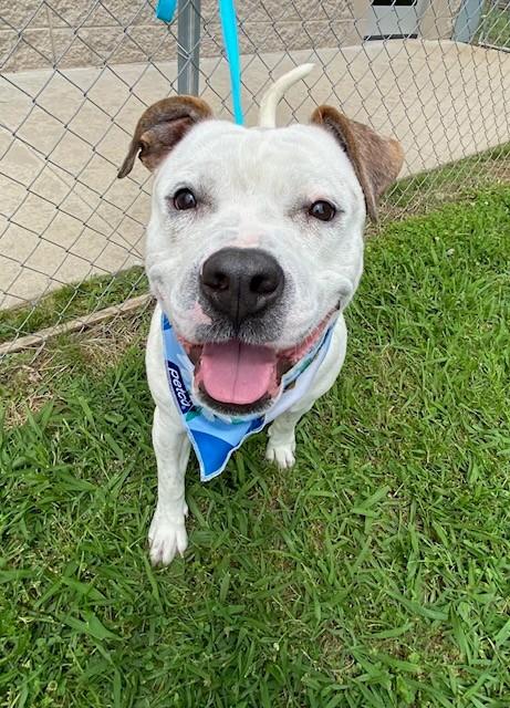 Brick , ADOPTABLE, Adult Male Pit Bull Terrier.