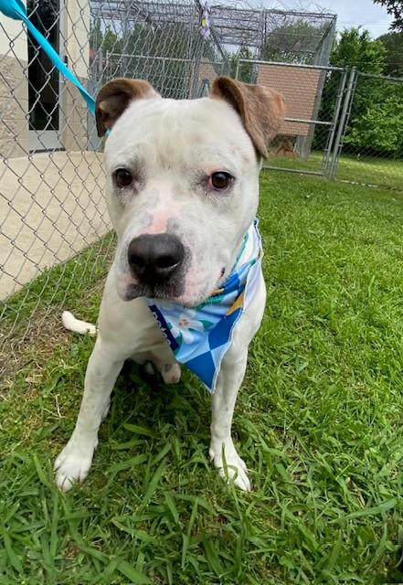 Brick , a ADOPTABLE Pit Bull Terrier in Fayetteville, AR image 3/5