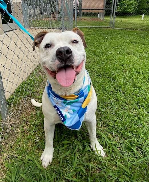 Brick , a ADOPTABLE Pit Bull Terrier in Fayetteville, AR image 5/5