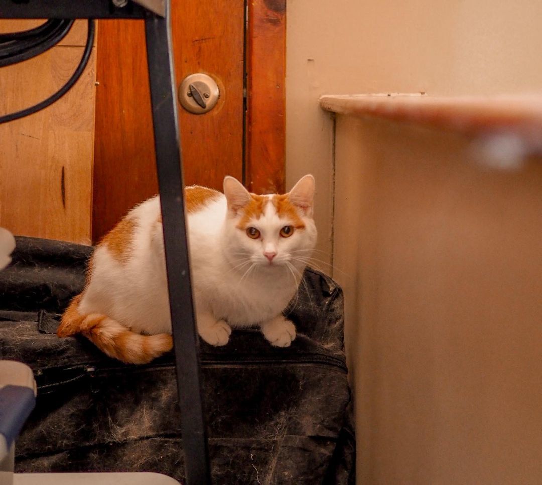 Clementine , a Adoptable Domestic Short Hair in Cosby, TN image 1/9