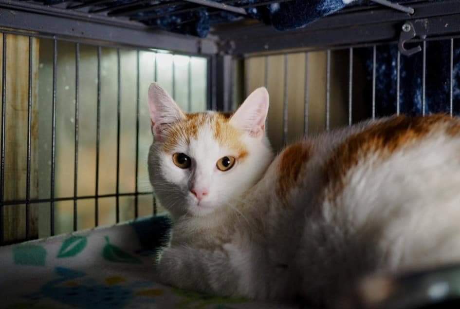 Clementine , a Adoptable Domestic Short Hair in Cosby, TN image 2/9