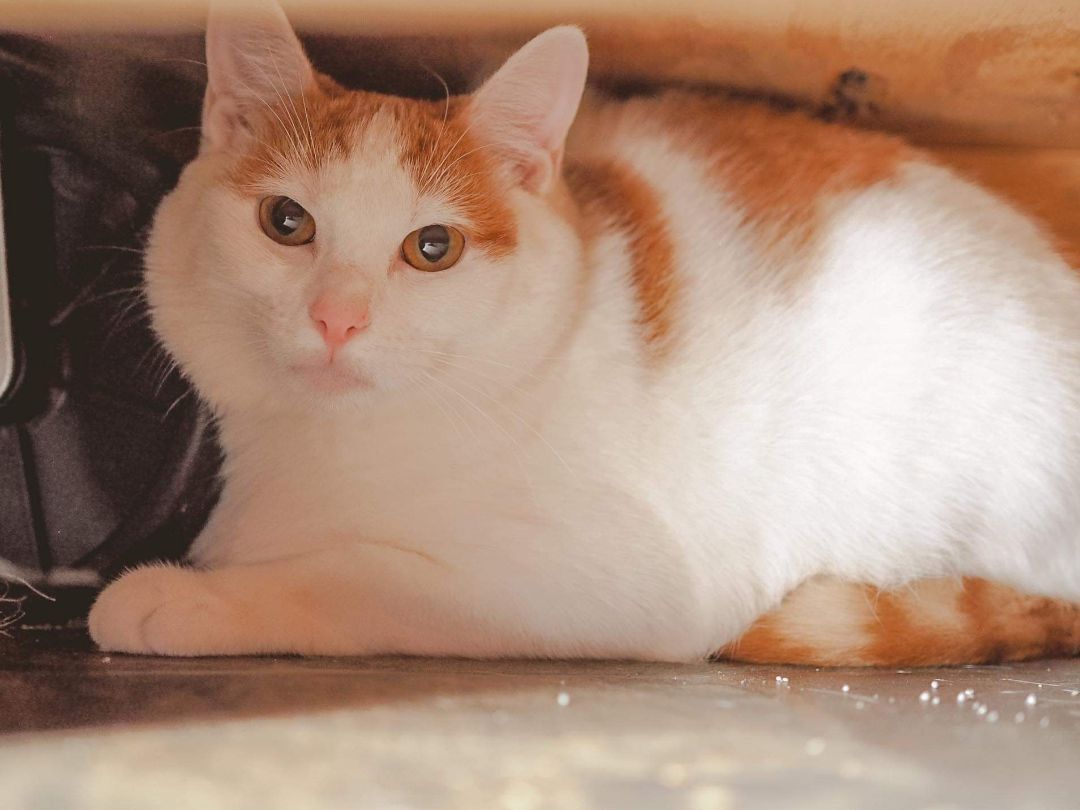 Clementine , a Adoptable Domestic Short Hair in Cosby, TN image 3/9