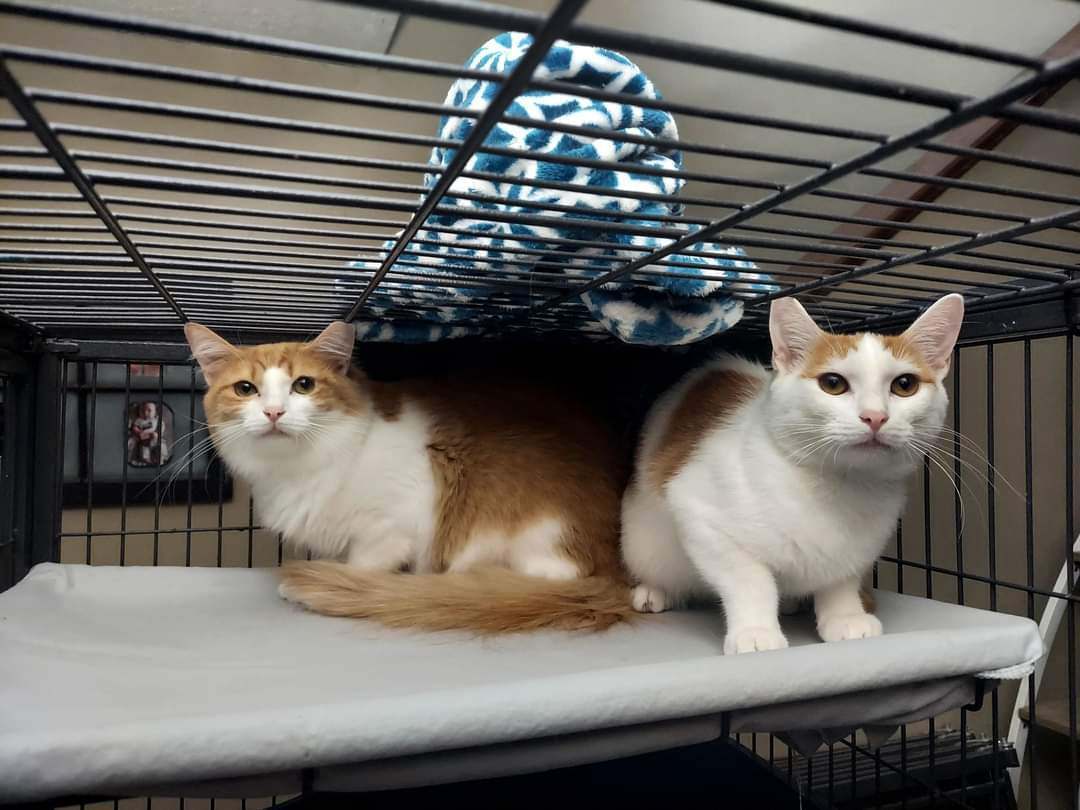 Clementine , a Adoptable Domestic Short Hair in Cosby, TN image 4/9