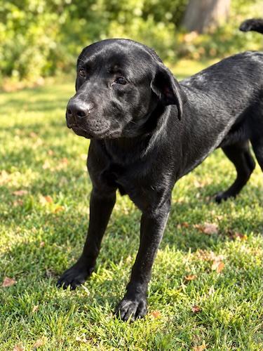 Enlarge Wagner, a Adopted Black Labrador Retriever in Killingworth, CT image 1/4