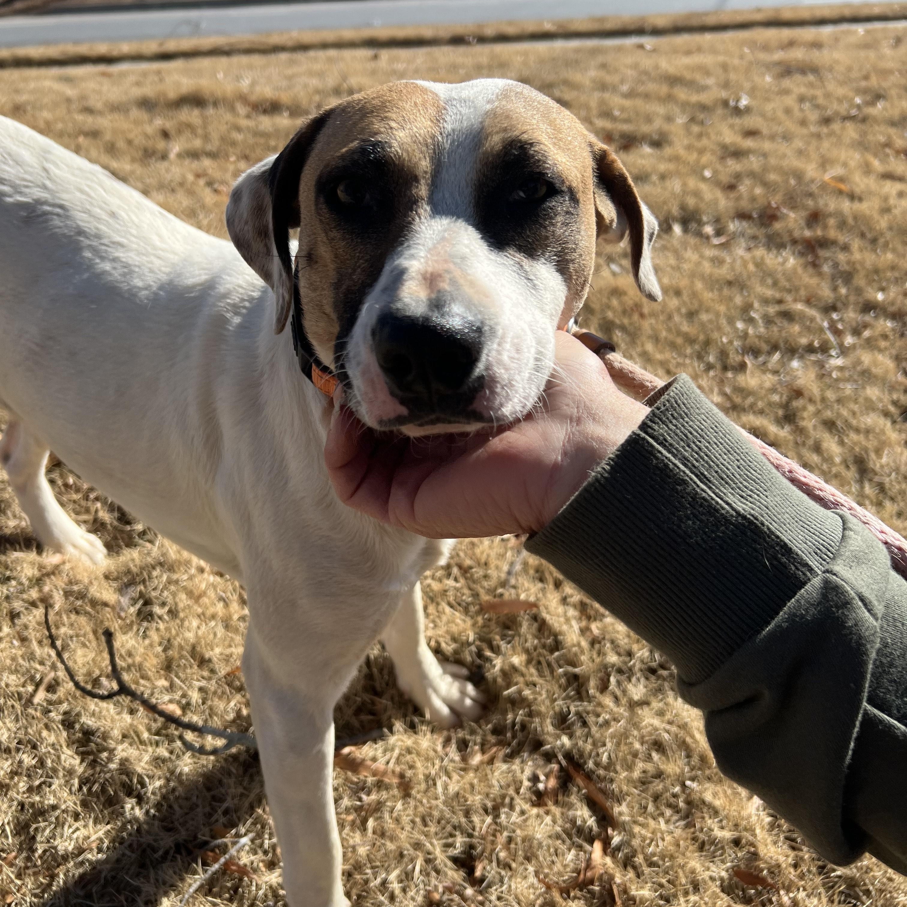 COOPER, ADOPTABLE, Young Male Jack Russell Terrier.