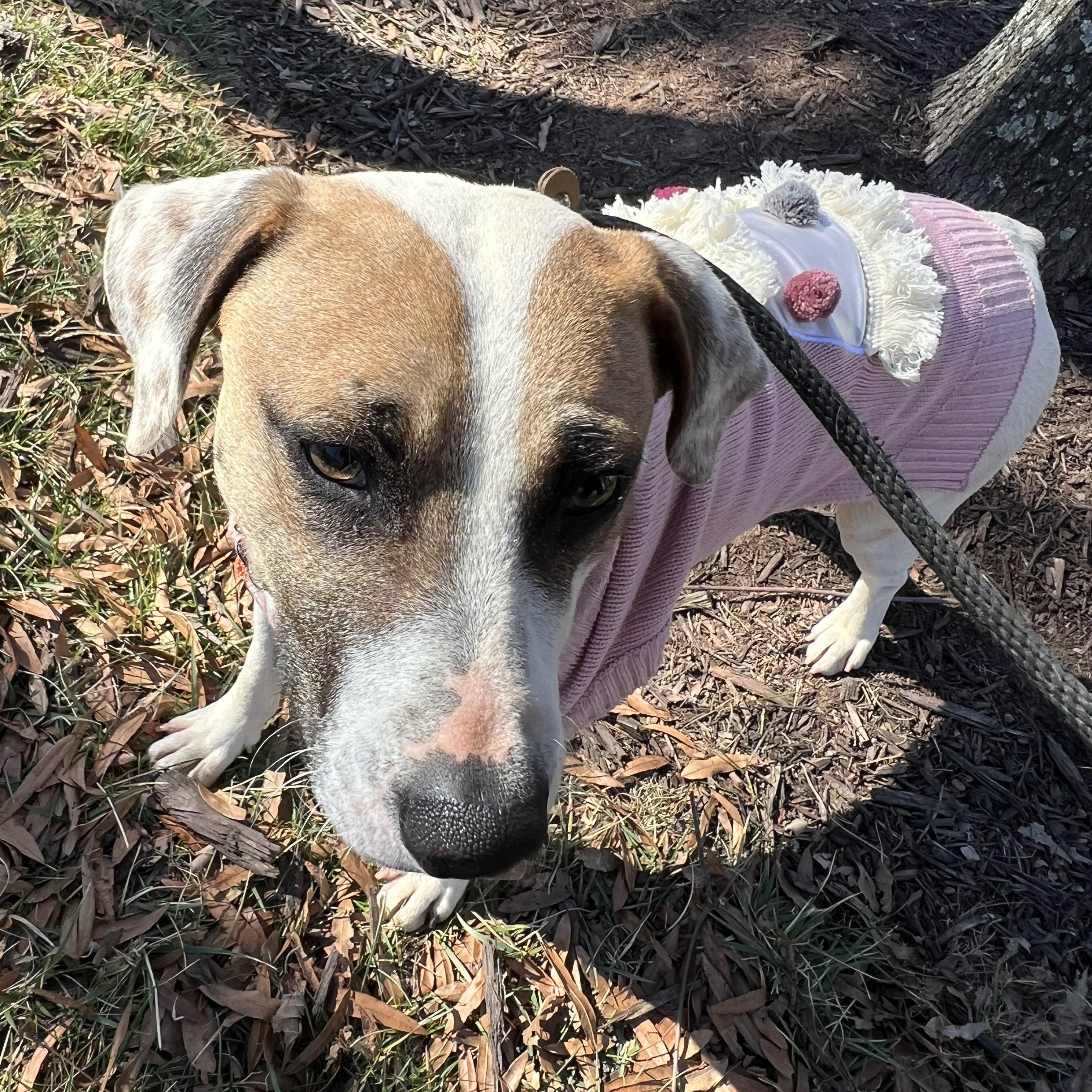 COOPER, a ADOPTABLE mixed breed in Newborn, GA image 2/6