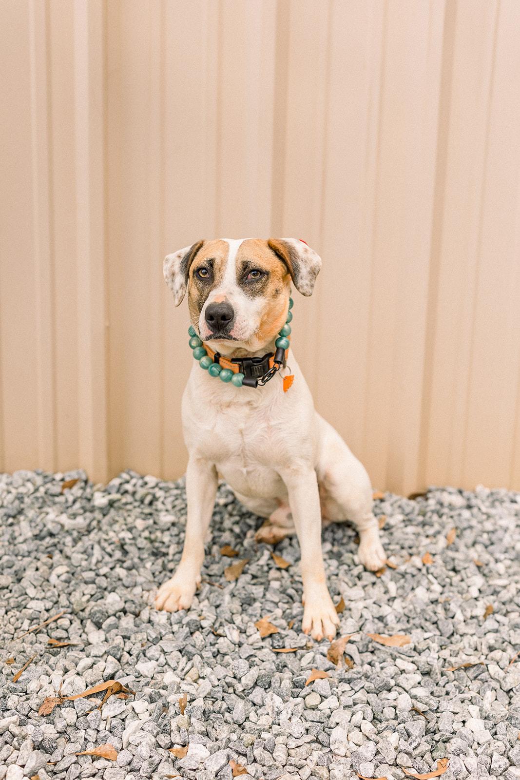 COOPER, a ADOPTABLE mixed breed in Newborn, GA image 1/6