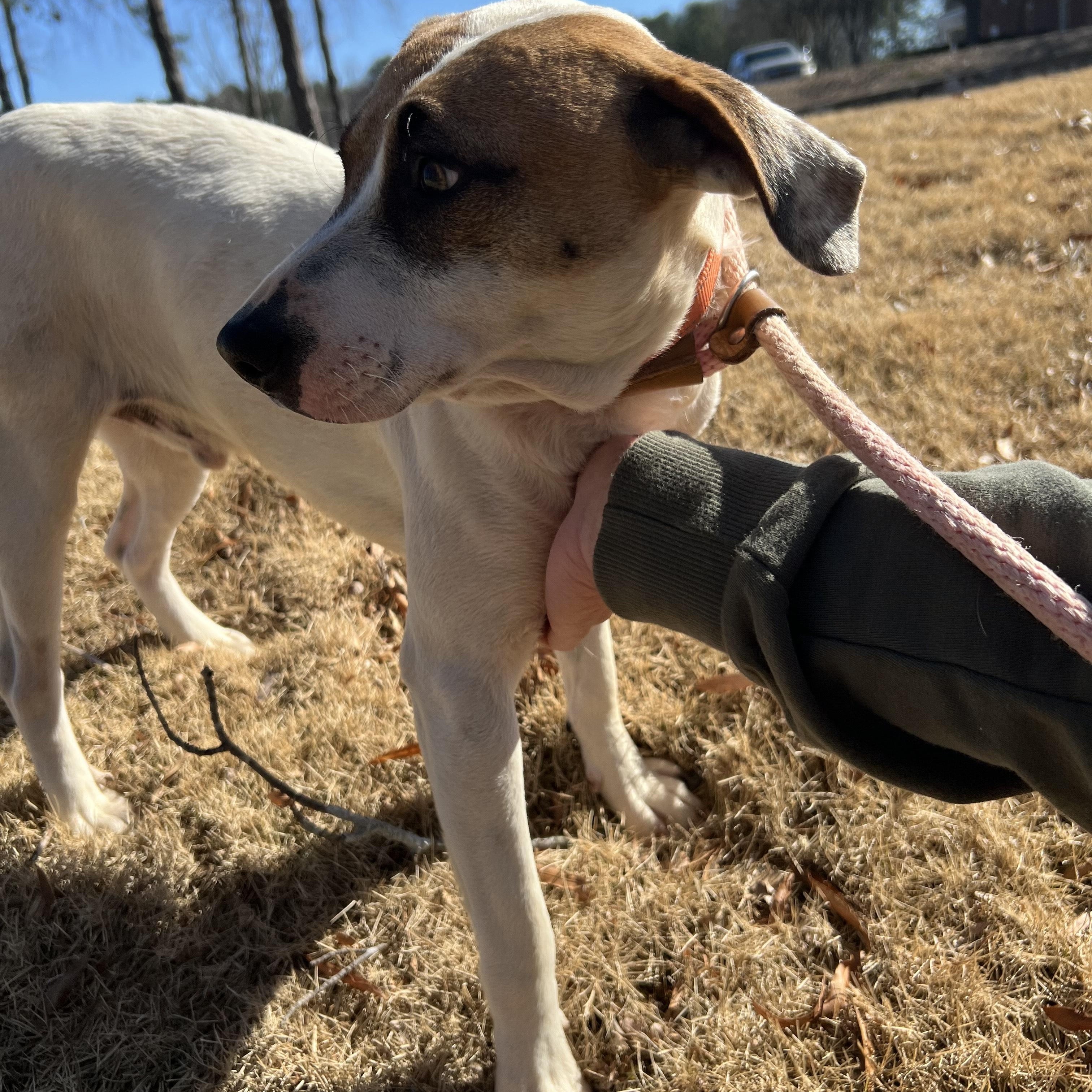 COOPER, a ADOPTABLE mixed breed in Newborn, GA image 5/6