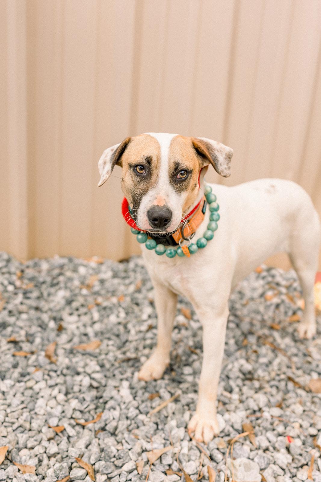 COOPER, a ADOPTABLE mixed breed in Newborn, GA image 2/6