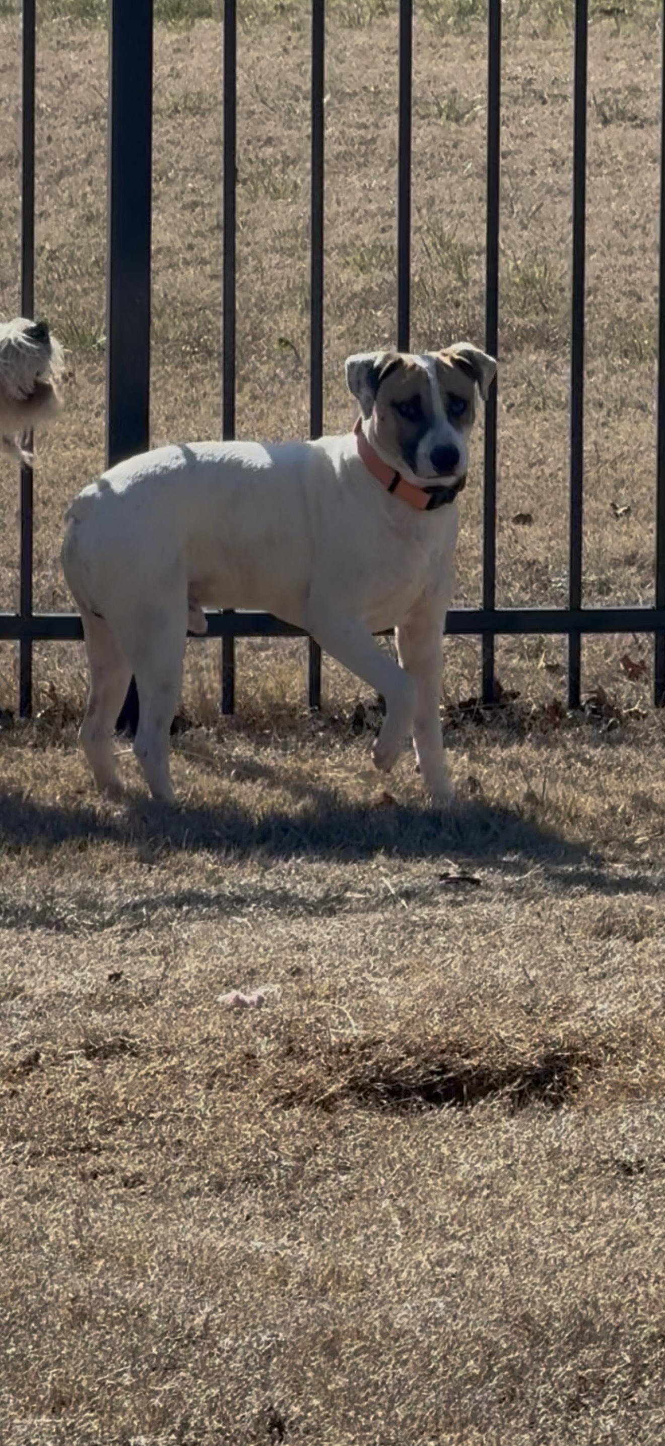 COOPER, a ADOPTABLE mixed breed in Newborn, GA image 4/6
