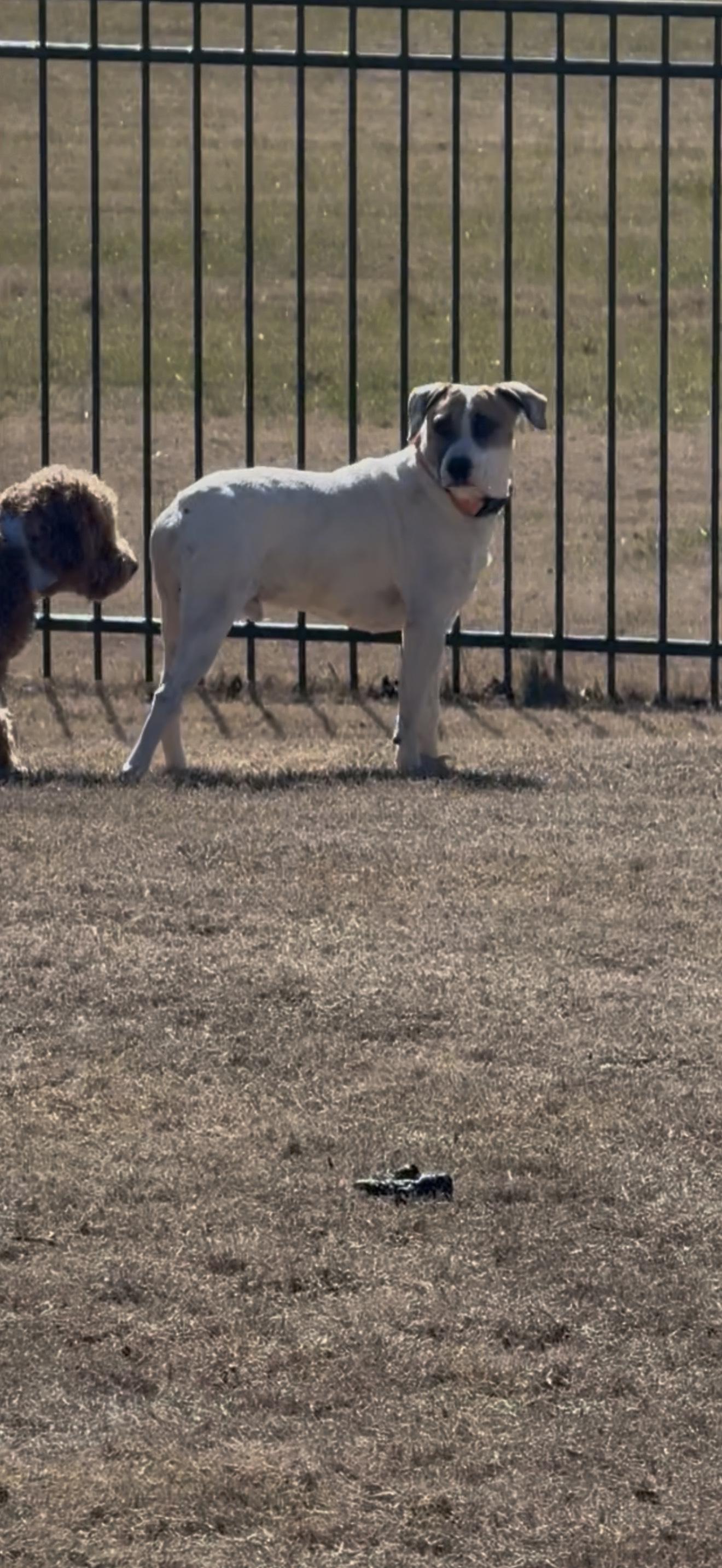 COOPER, a ADOPTABLE mixed breed in Newborn, GA image 3/6