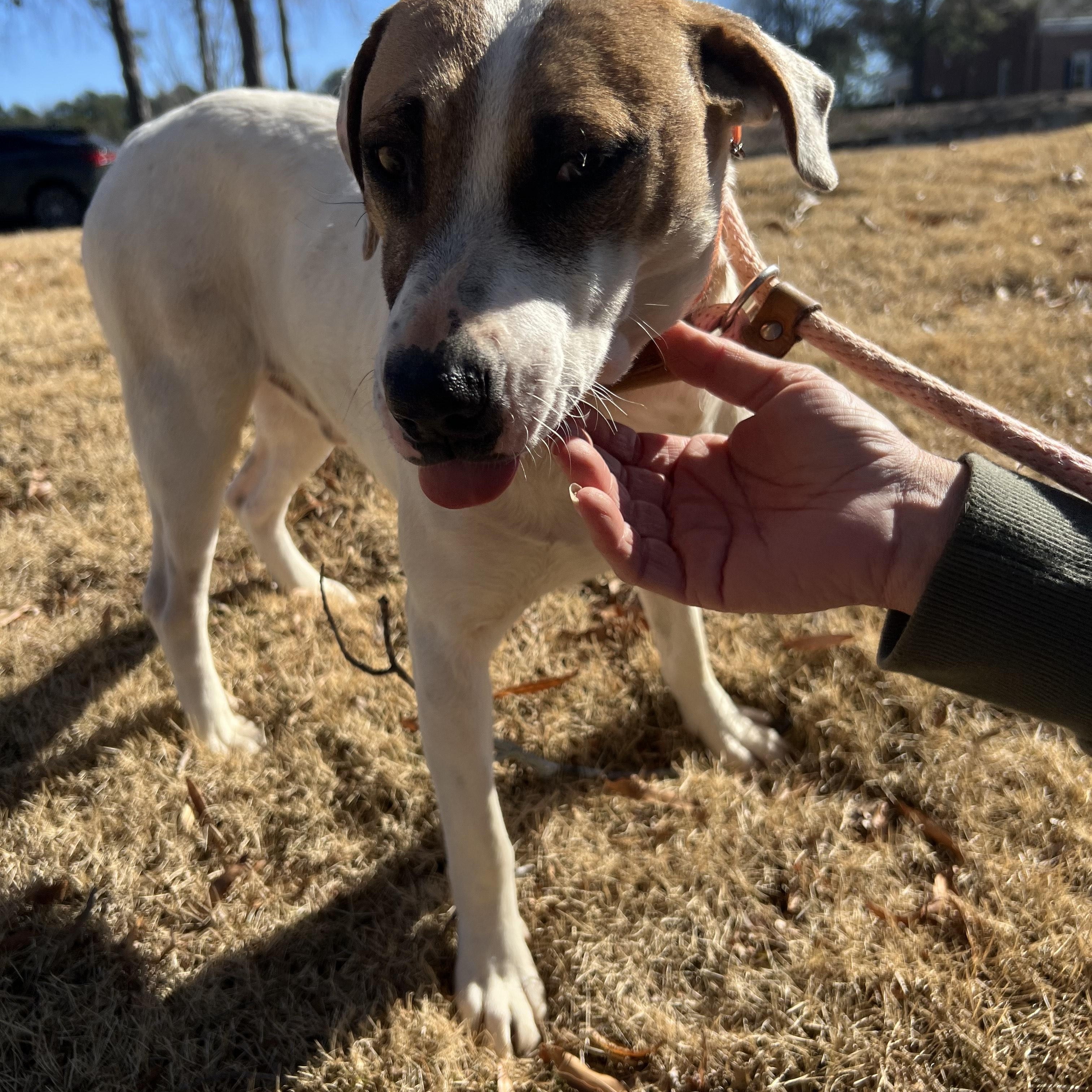 COOPER, a ADOPTABLE mixed breed in Newborn, GA image 6/6