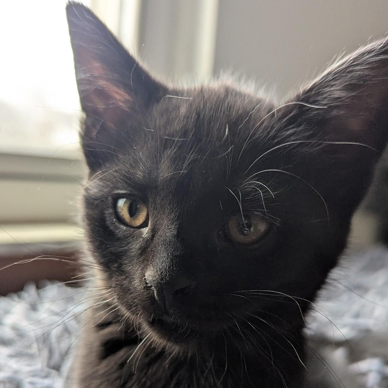 Enlarge Pipsqueak , an adopted Domestic Short Hair in Keego Harbor, MI image 3/5