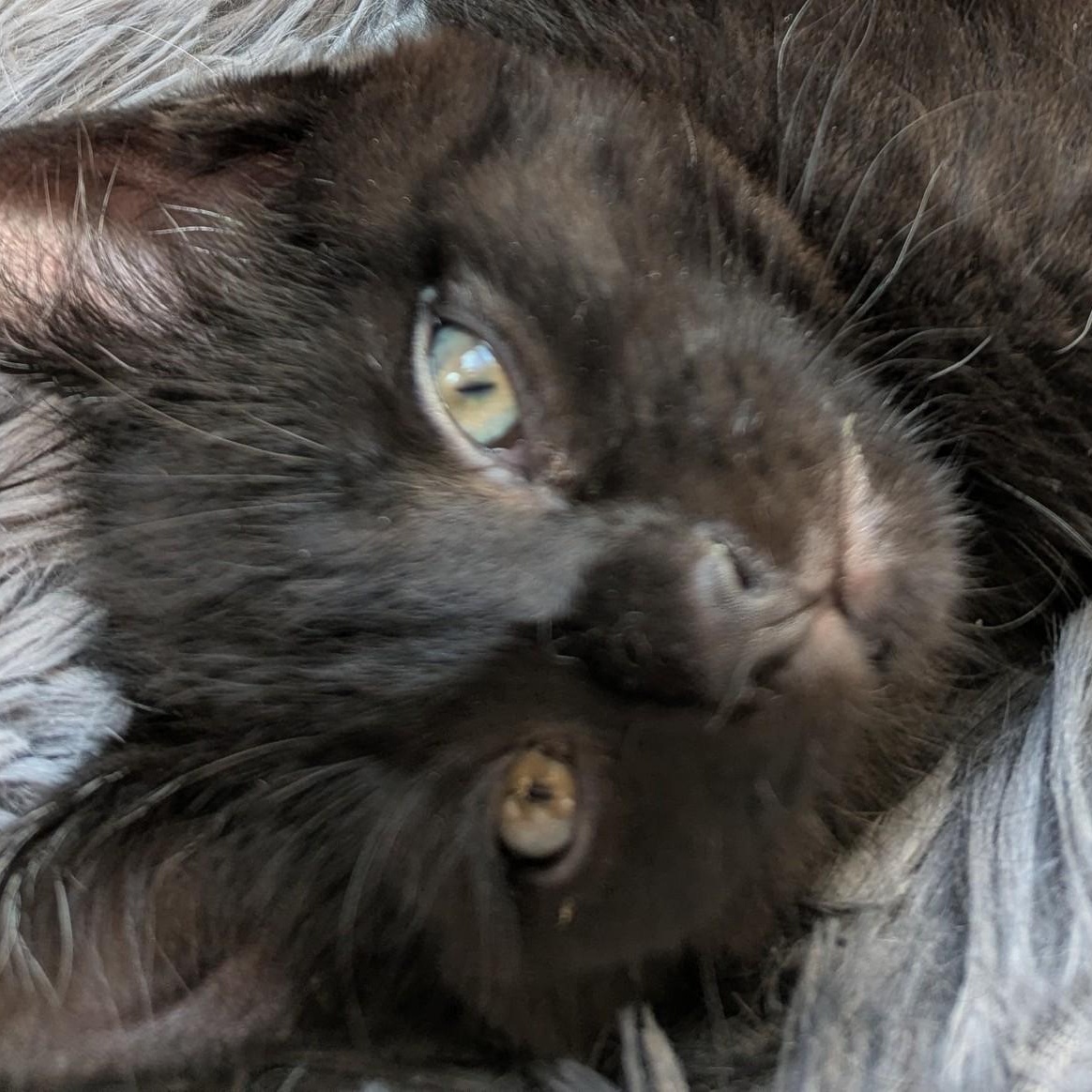 Enlarge Pipsqueak , an adopted Domestic Short Hair in Keego Harbor, MI image 1/5