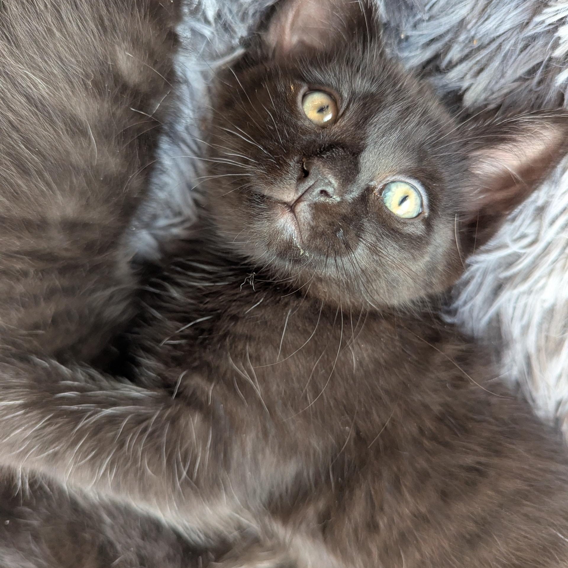 Enlarge Pipsqueak , an adopted Domestic Short Hair in Keego Harbor, MI image 5/5