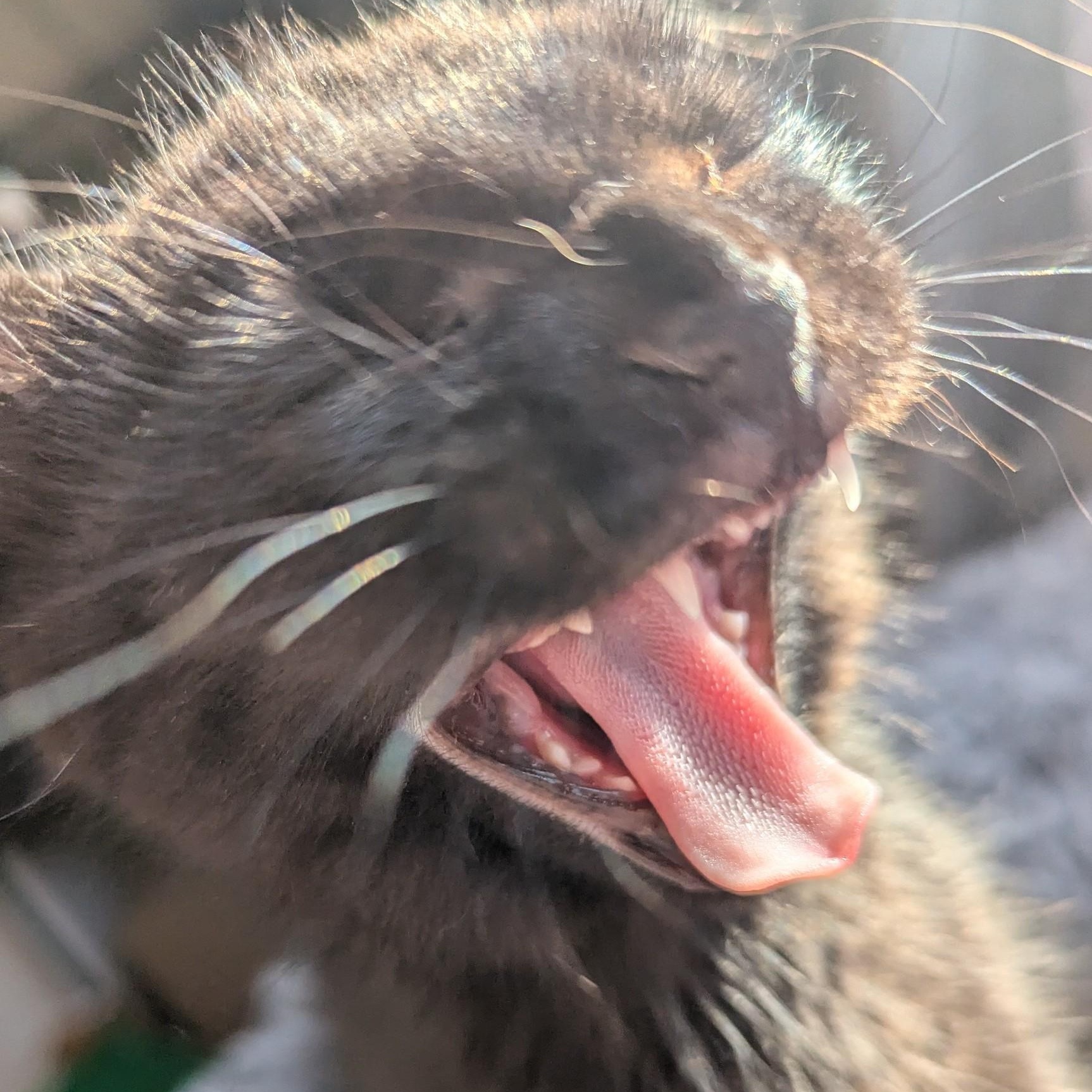 Enlarge Pipsqueak , an adopted Domestic Short Hair in Keego Harbor, MI image 2/5