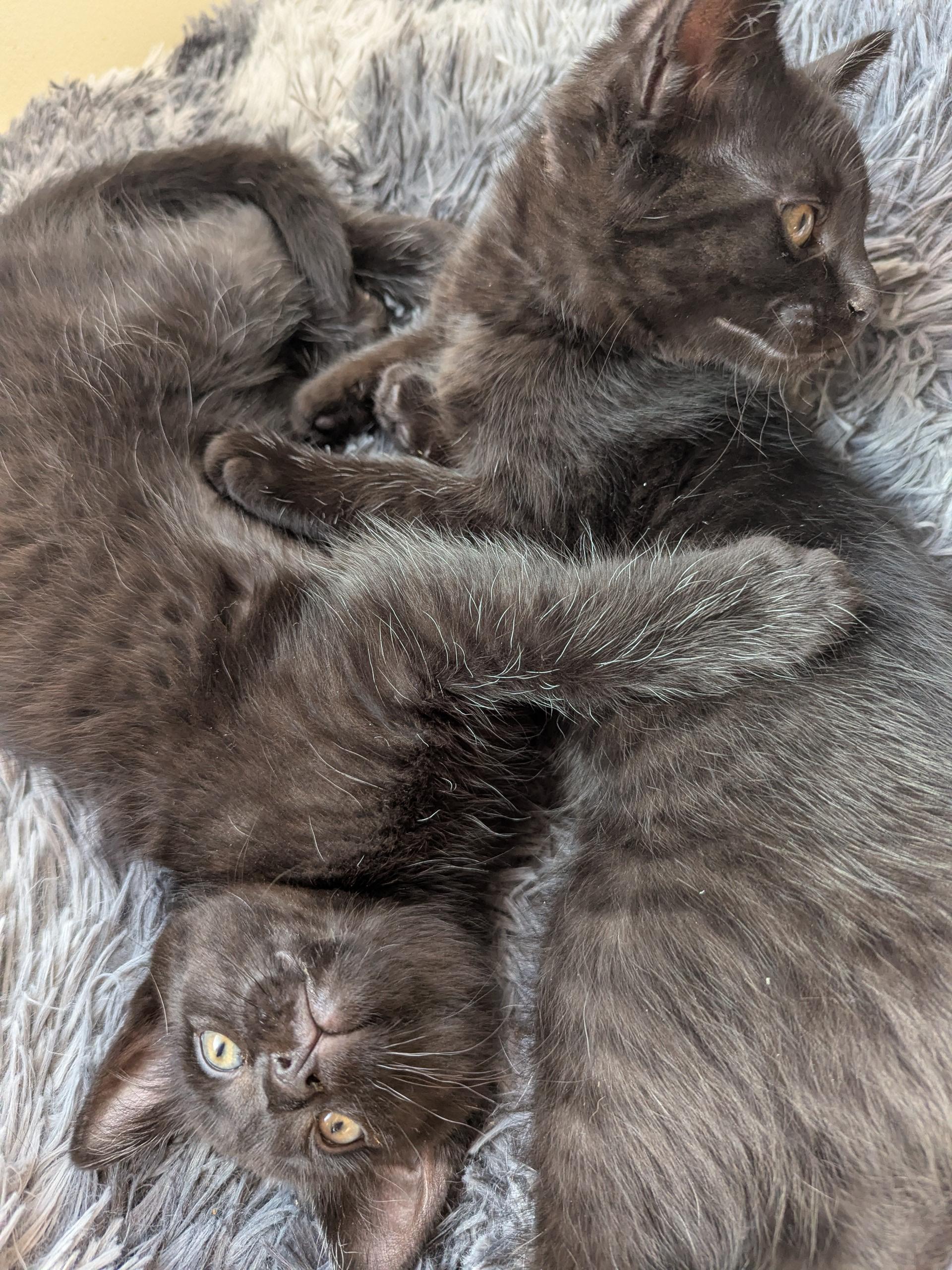 Enlarge Pipsqueak , an adopted Domestic Short Hair in Keego Harbor, MI image 4/5