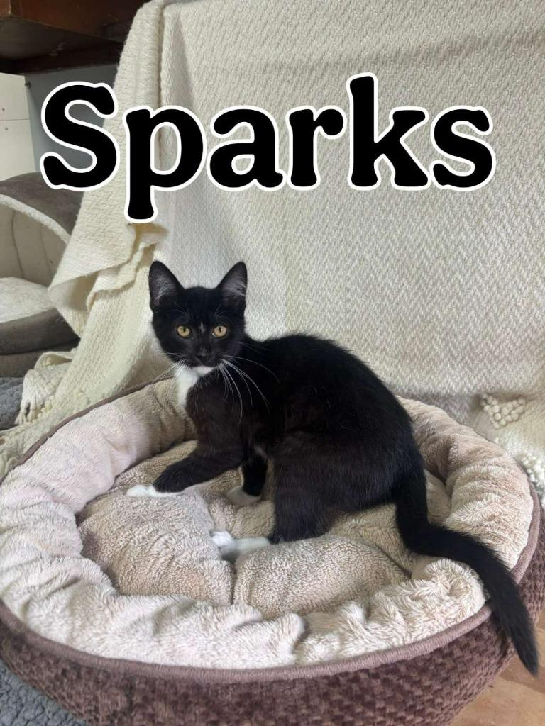 Enlarge Sparks, a Adoptable Domestic Short Hair in Hillsboro, OH image 1/3