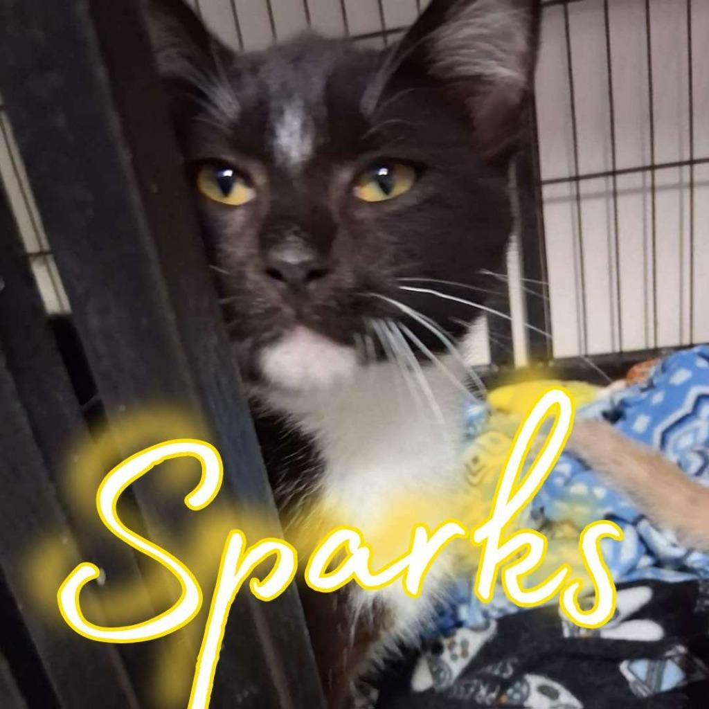 Enlarge Sparks, a Adoptable Domestic Short Hair in Hillsboro, OH image 2/3