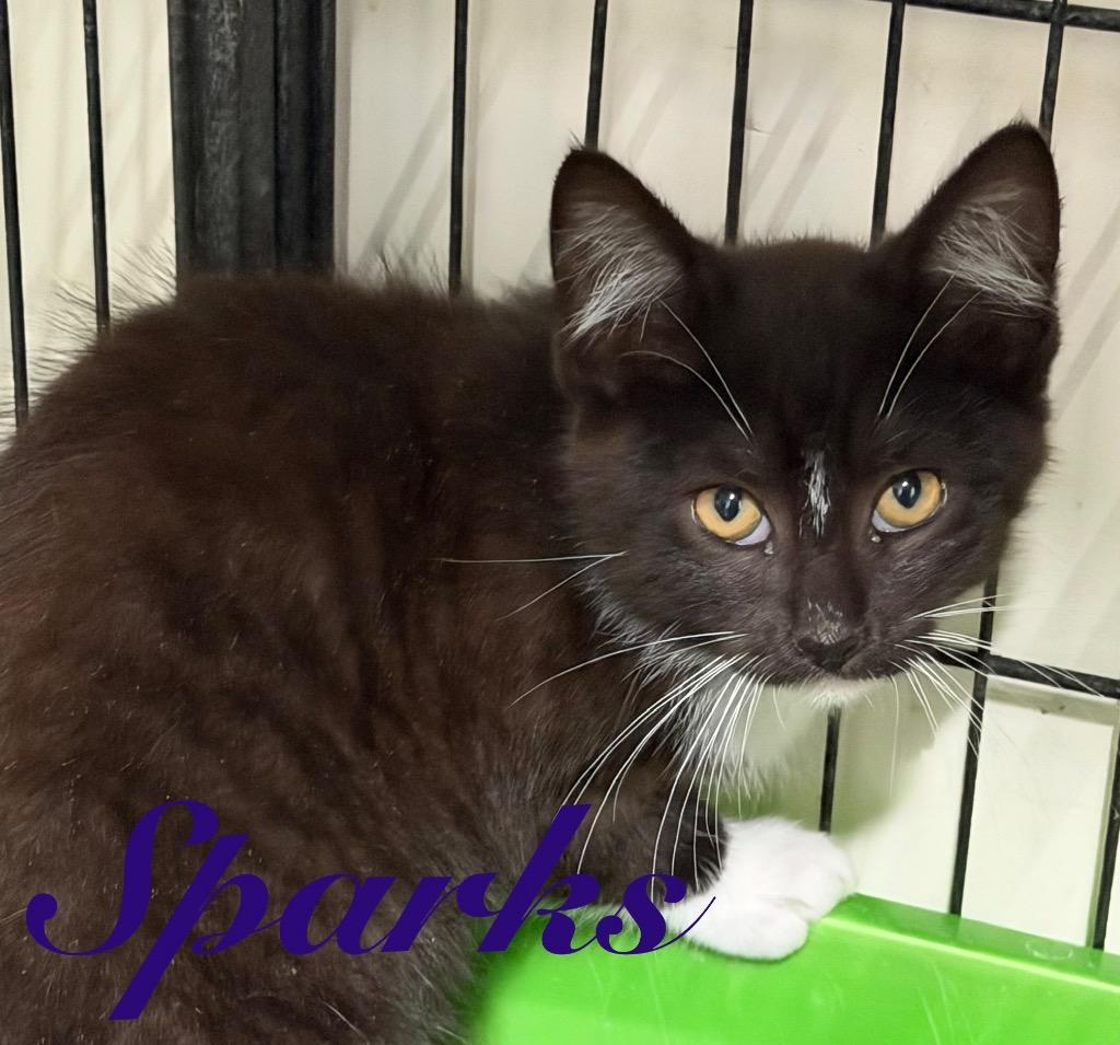Enlarge Sparks, a Adoptable Domestic Short Hair in Hillsboro, OH image 1/1