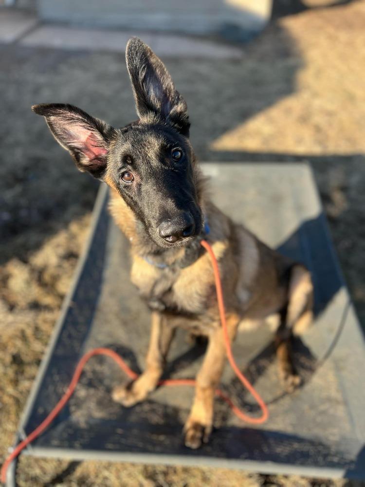 Enlarge Hans - Located in IL, a Adoptable Belgian Shepherd / Malinois in Imlay City, MI image 2/6