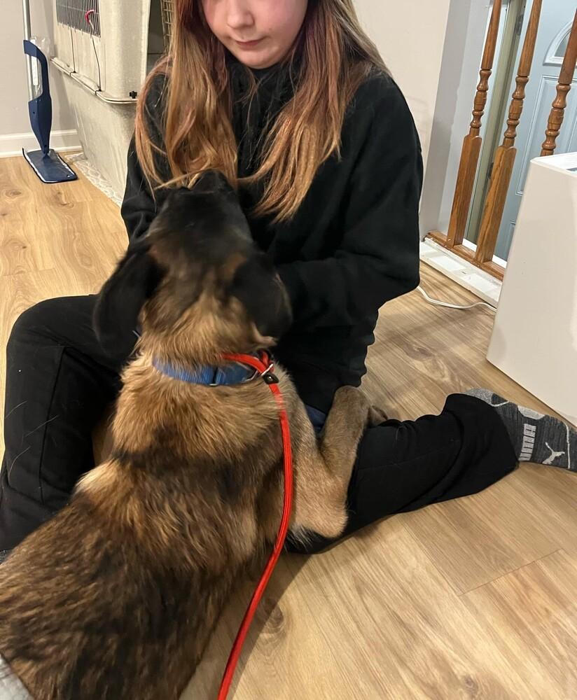 Enlarge Hans - Located in IL, a Adoptable Belgian Shepherd / Malinois in Imlay City, MI image 4/6