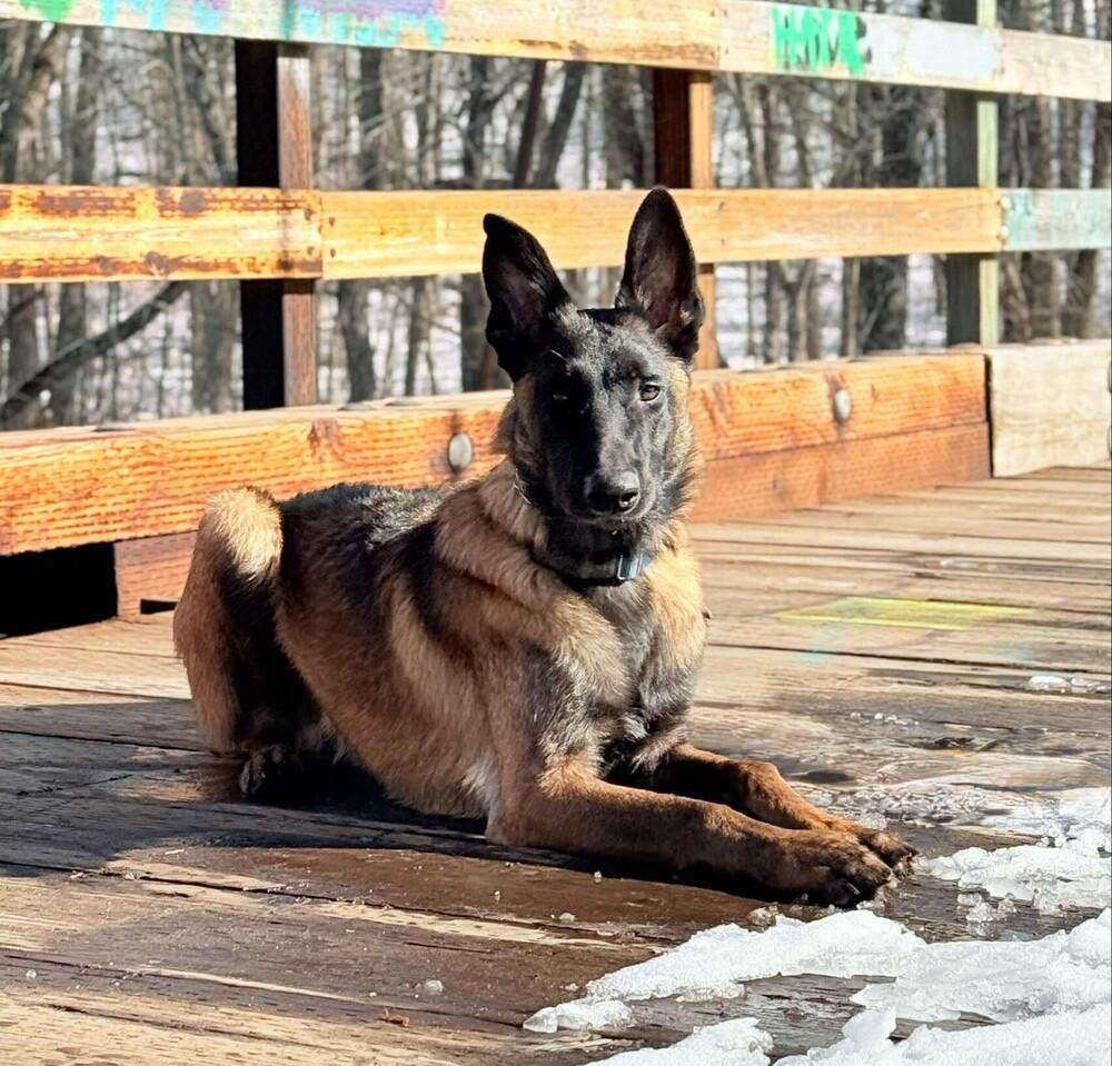 Enlarge Hans - Located in IL, a Adoptable Belgian Shepherd / Malinois in Imlay City, MI image 6/6