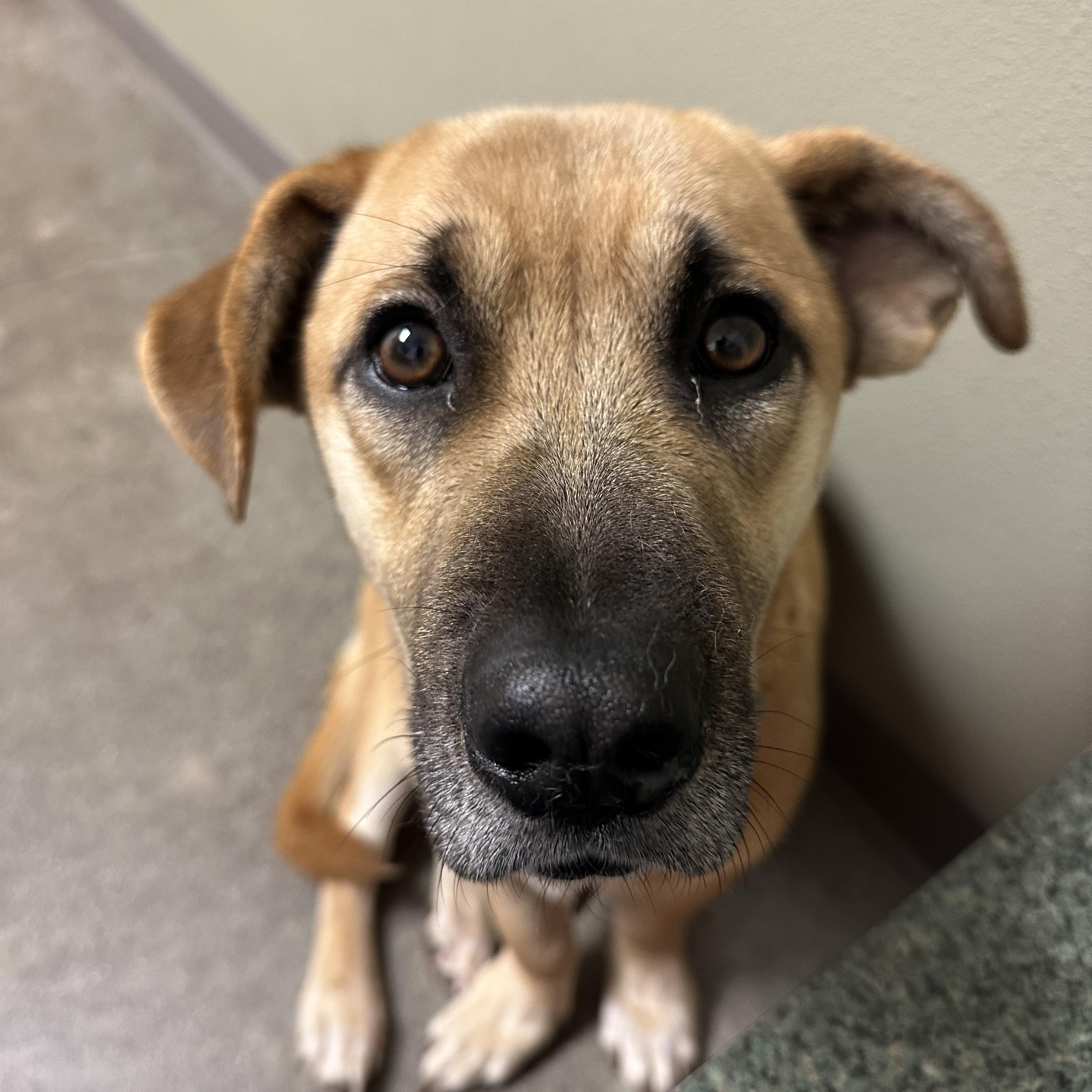 Enlarge Bagel, a ADOPTABLE mixed breed in Sammamish, WA image 3/5